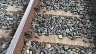 Workers Help Lost Ducks Cross Railroad Tracks