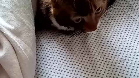 Cat Hides Under Covers from Company