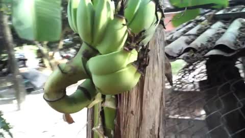 Fruit banana tree growing in the middle of the trunk