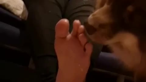 Dog licking girl feet