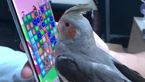 Helping out my hooman with candy crush 😊🍬🍭 •