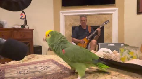 Champa Bay - Talking Parrot - Tico & the Man Frank Maglio