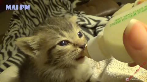Cute Kitten Videos - Kittens Being Bottle Fed Compilation 2018