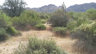Video Pan of the Desert Near Phoenix AZ, Stock Footage