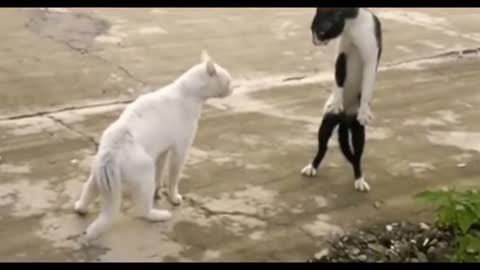 Cats Fight funny video