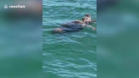 Fishermen rescue turtle stuck in crab trap in Florida