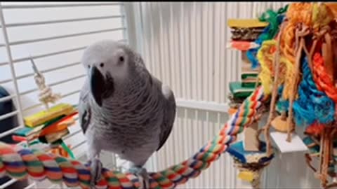 BLACK LIVES MATTER from Jenny The African Grey Parrot 🦜❤️