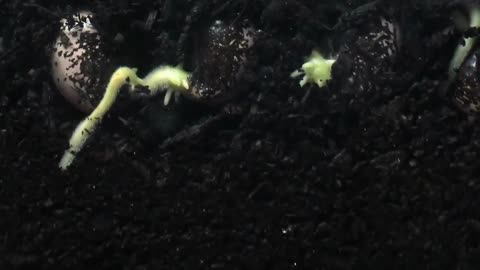 Plant Growth Time-lapse