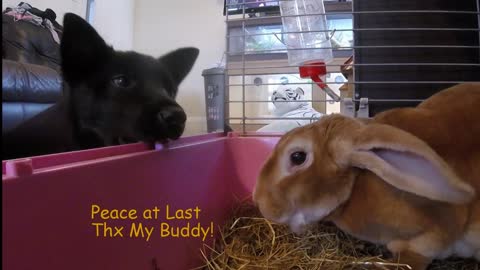 Puppy Desperately Wants To Play With Bunny Rabbit