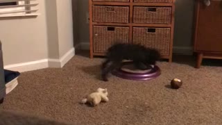 Leo plays with a cat toy