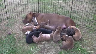 Pit Bull Puppies