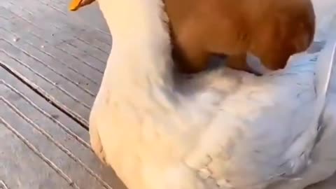 Cute puppy rides on a duck and hug