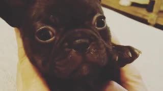 Cute Tiny Puppy Loves To Be Pet