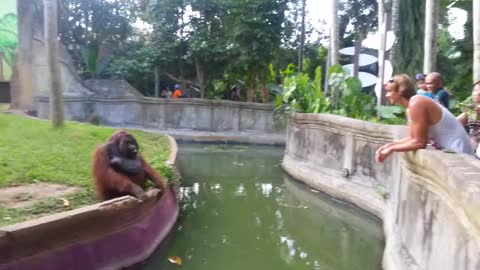 Man Tosses Treat At An Orangutan. What Happens Next Causes Everyone to disbelieve!
