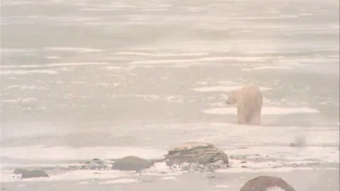 Churchill Manitoba - The Polar Bear Capital of the World!