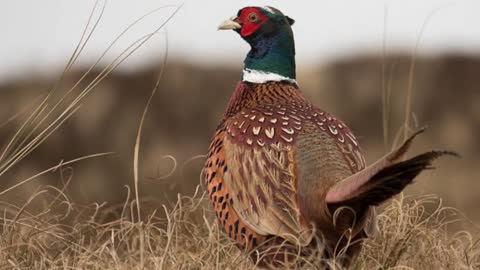 History Of Ring-Necked Pheasants