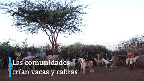 Las protectoras de cebras en Kenia