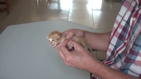 Tiny Kitten Cries For Someone To Help Her !