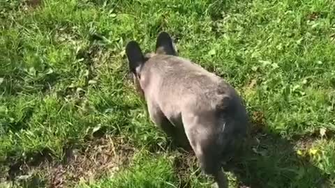 French Bulldog stalks pug