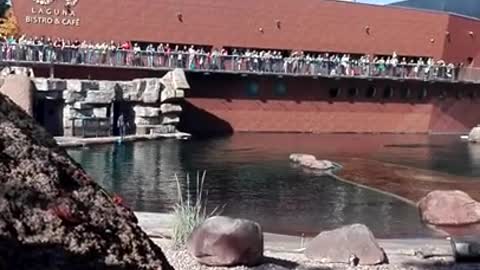 Seal/Sea Lion Feeding at the Wroclaw Zoo (Foki w Zoo w Wroclawiu)