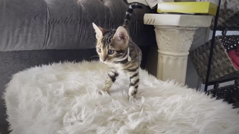 What is Nya the Bengal Kitten Looking for?