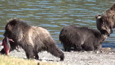 Grizzly Bear Cubs Fighting Over Salmon