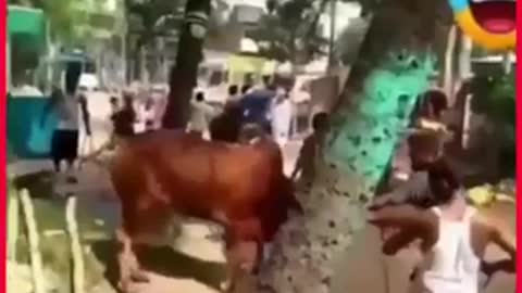 Bakra eid animal attack very funny video