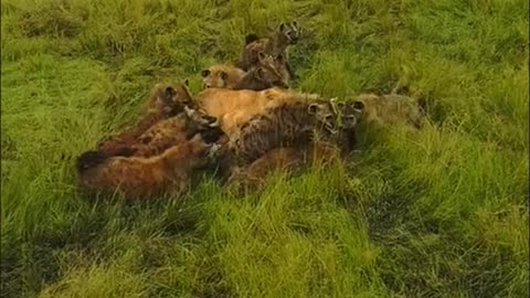 10 Hyens sworn over female lioness|Hyens attacked lion| Wildlife|