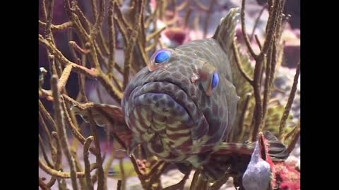 BEST THING ON INTERNET TODAY !!! Groupers and Big Fish - Reef Life of the Andaman