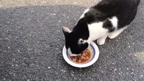 Cat eating its meal!