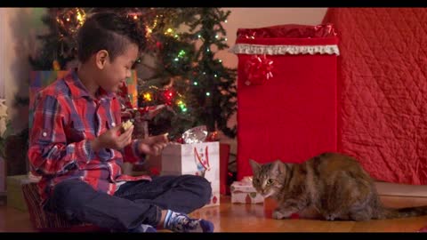 Cat takes treat and gets startled in front of Christmas tree
