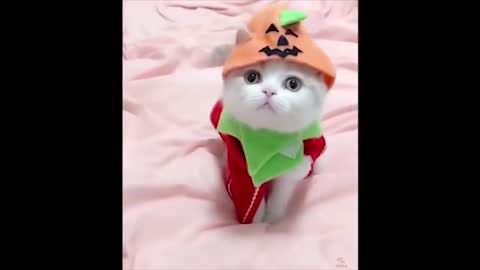 Cute and Funny Kittens Compilation
