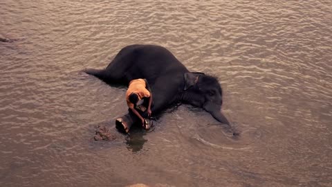 Elephant taking bath in Pinnawala orphanage in Sri lanka, super