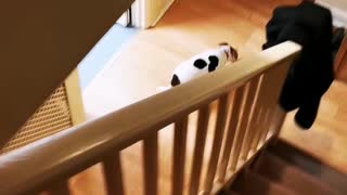 Funny baby in walker trying to catch my JRT