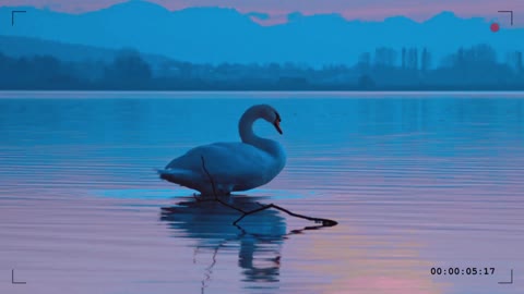 BEAUTIFUL SWAN SWIMMING IN LAKE