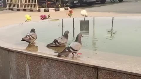 Pigeons wants to take bath