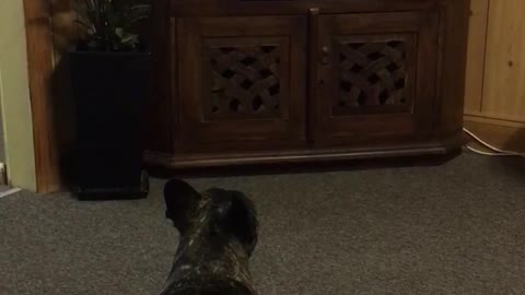 French Bulldog watches Supervet