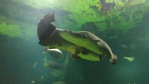 Ancient fish of the dinosaur era.