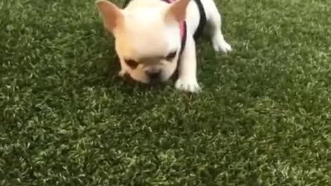 Tiny French Bulldog puppy throws barking tantrum