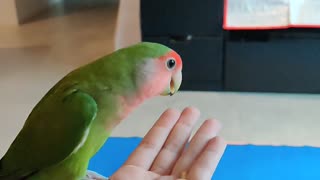 Jealous parrots fight for spot to sit on owner's hand