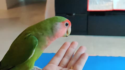Jealous parrots fight for spot to sit on owner's hand