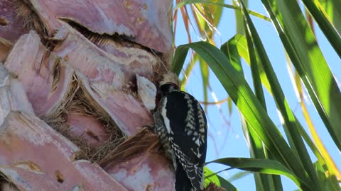 Second Video of the Red-naped Sapsucker
