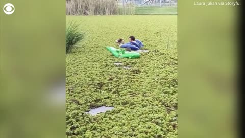 Strangers use inflatable pool toys to rescue dog from overgrown lake