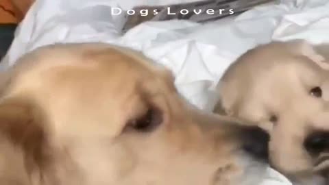 The Dog Plays With His Mother On The Bed