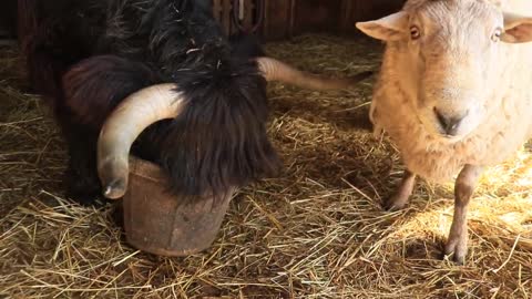 Vaca se niega a compartir la comida con un carnero