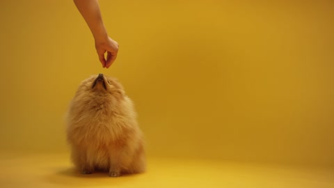 Young Cute Puppy gently taking food from the owner