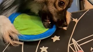 Adorable puppy the definition of NO TAKE, ONLY THROW meme
