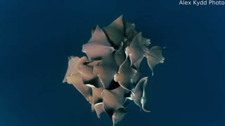 Rare and Mesmerizing Footage of Rays