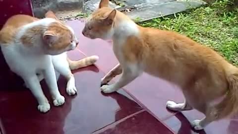 ORANGE CAT VS ORANGE CAT