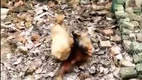 Fight Funny Dog Fight Videos || Chicken VS Dog || Very funny video